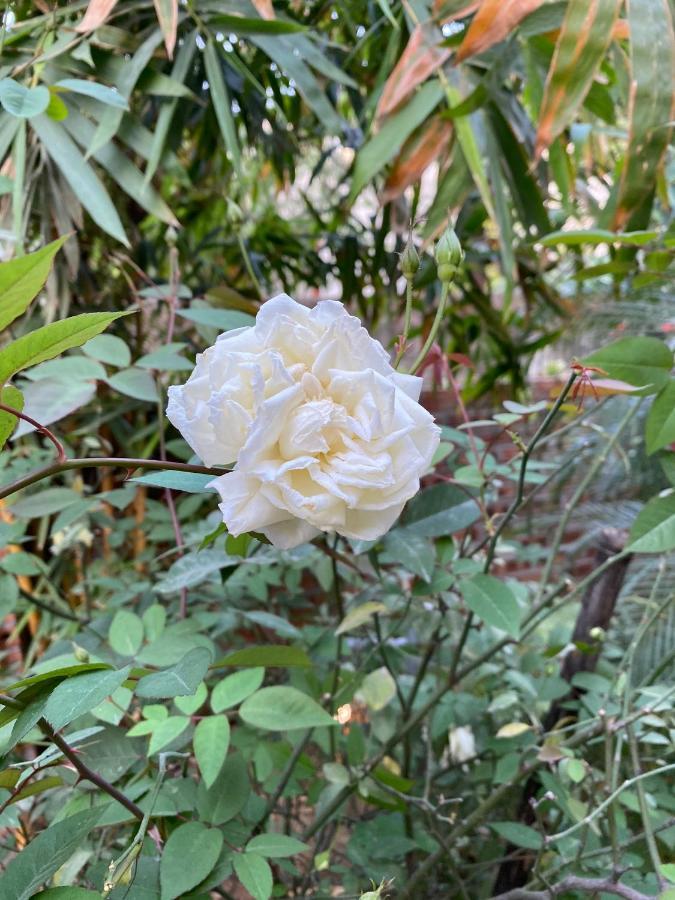 נין בין Trang An Moon Garden Homestay מראה חיצוני תמונה